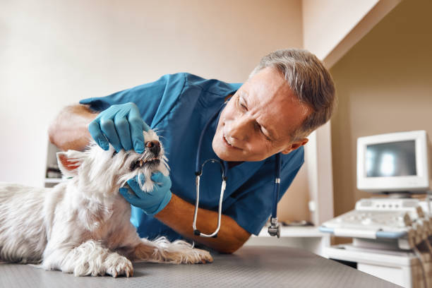 Best Emergency Denture Repair in Hortonville, WI